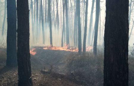 На Запоріжжі з лісової пожежі врятували зайченя