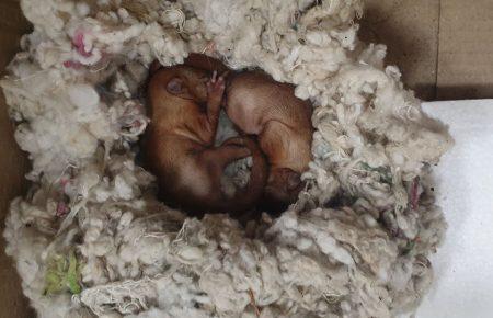 Із пожежі у Чорнобильській зоні врятували більчат