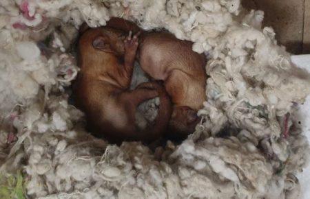 Из пожара в Чернобыльской зоне спасли бельчат