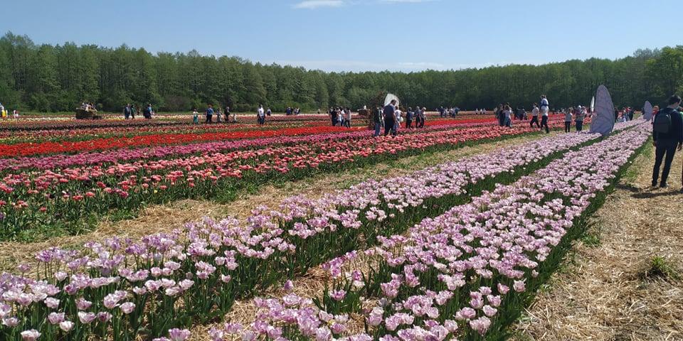 На Волыни в первый день ослабления карантина провели фестиваль тюльпанов (фото)