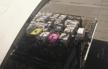 Гибель щенков на рейсе МАУ: авиакомпания начала собственное расследование