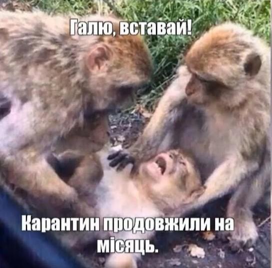 Як гумор і меми допомагають нам пережити пандемію