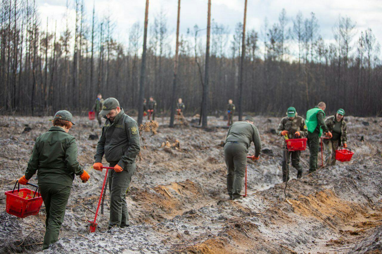 На місцях пожеж у лісах Житомирщини висадили понад 280 тисяч нових дерев