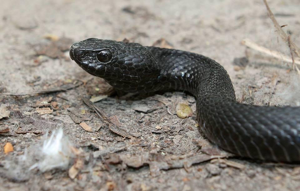 Гадюка скоріше втече від вас, аніж буде нападати — палеонтолог Вадим Яненко