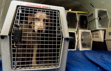 Україна звернулась до Канади для роз’яснення правил транспортування тварин — Семенець