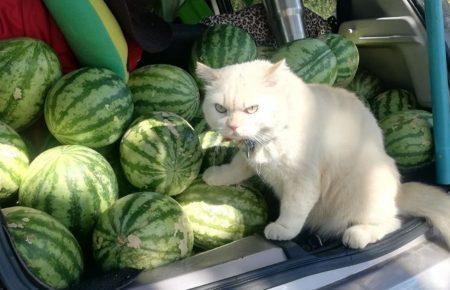 Цього року в Україні дефіцит стиглого кавуна — Олександр Мусієнко