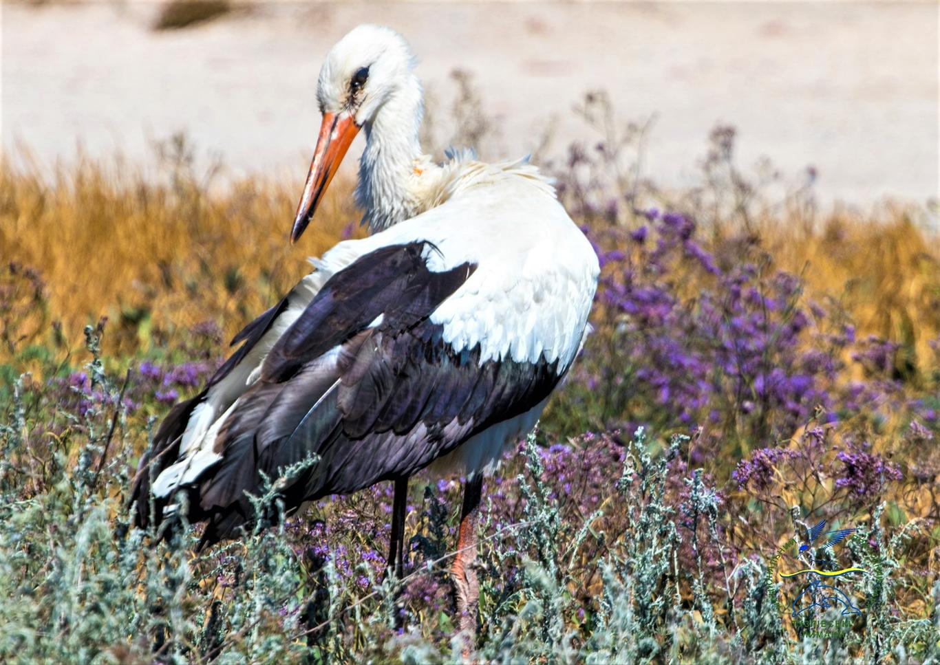 Унаслідок негоди у парку «Тузловські лимани» на Одещині загинули щонайменше 300 птахів