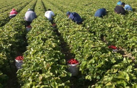 У Фінляндії на тлі коронавірусу заборонили в'їзд збирачів ягід, зокрема, і з України