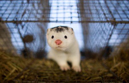 Польский сейм поддержал запрет меховых ферм