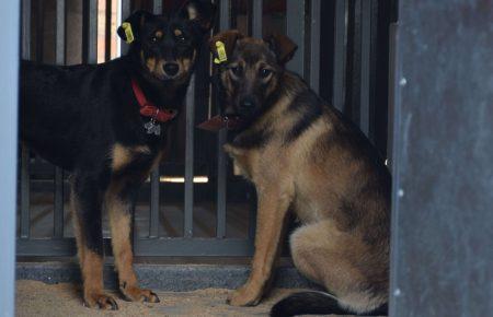 Законопроєкт про реєстрацію тварин стосується лише собак та диких тварин у неволі, у ньому немає «схем» — Вишневська