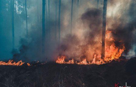 У лісі знаходили кучі, підготовлені для підпалу — представник Луганського обуправління лісового господарства