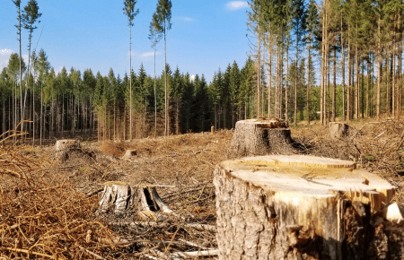 Активісти зможуть стежити за незаконними вирубками за допомогою карти і супутника — Леонід Шуміло