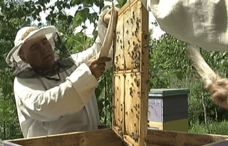 Виробництво меду: бджоляр розповів про проблеми та цікаві особливості