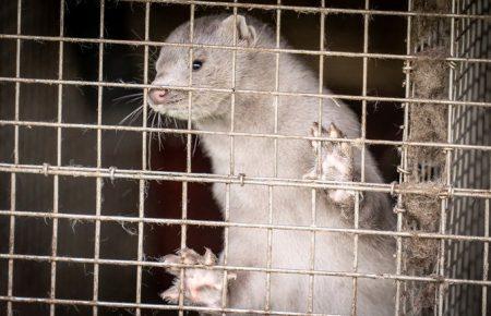 У Данії знищать усіх норок, вони розповсюджують COVID-19, що мутує