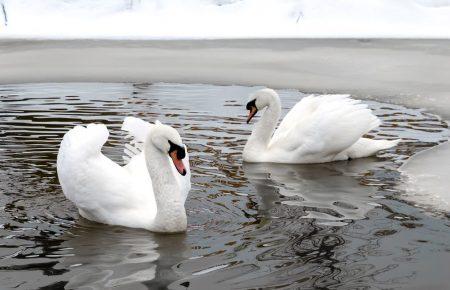 Рятуємо тільки травмованих лебедів, якщо птах просто сидить на водоймі – це не небезпека — Сторожук