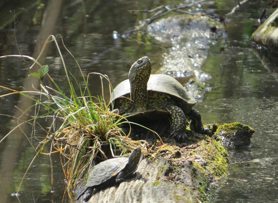 Аналізи води показали, що вміст фенолів у 240 разів перевищує норму, що загрожує мешканцям озера — «Спілка порятунку Голосієво»