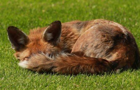 У резиденції президента Німеччини оселився дикий лис