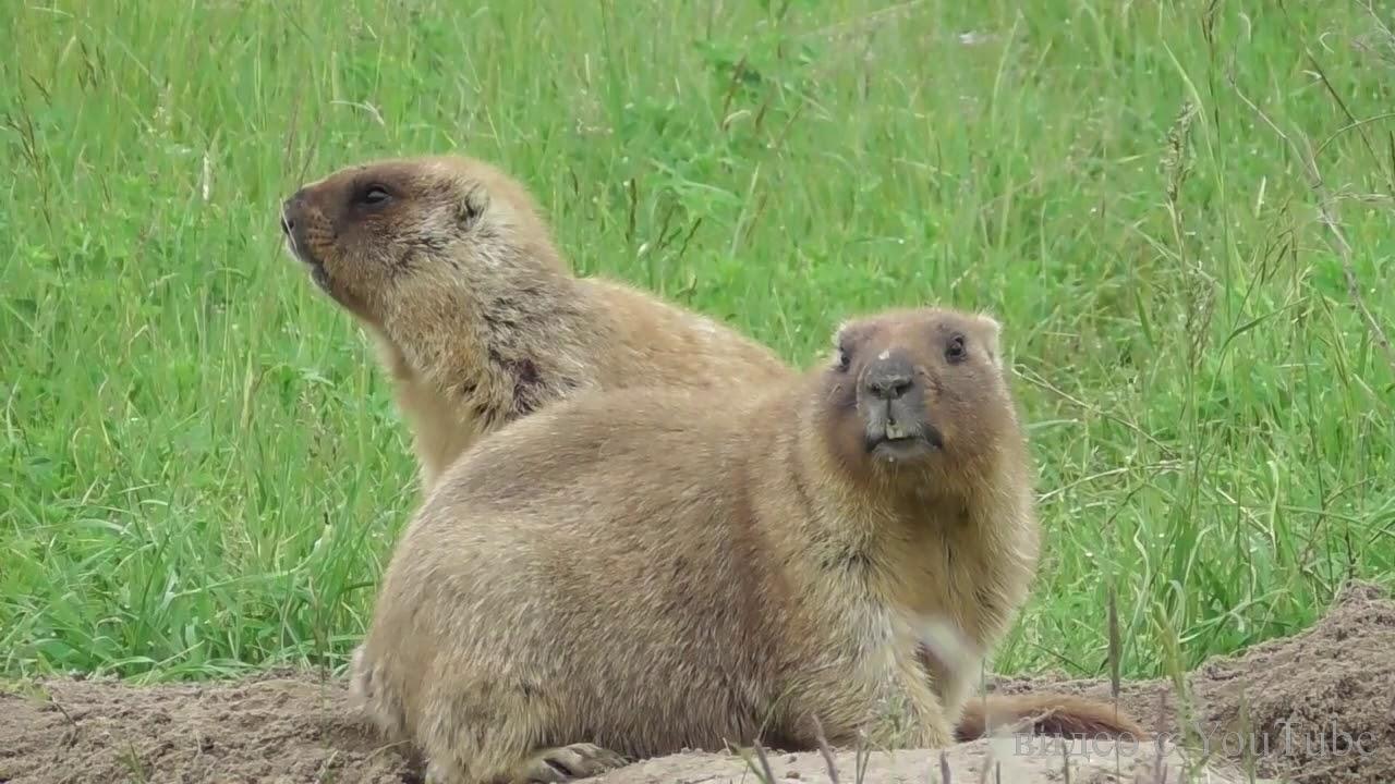 Непомічений «експеримент»: як заборона полювання на Луганщині та Донеччині вплинула на фауну