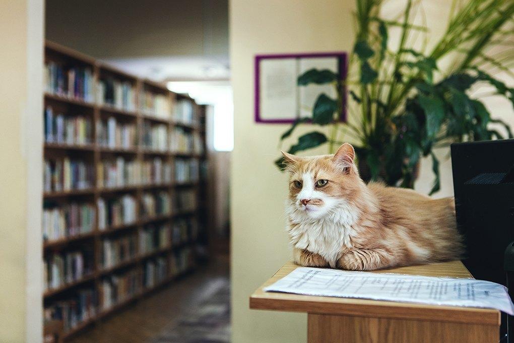 Книжки «на виніс»: як працюють бібліотеки Києва в умовах карантину?