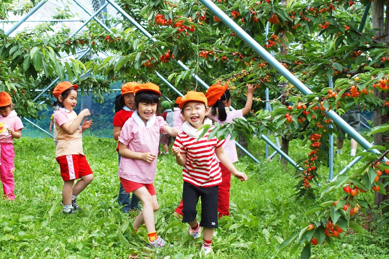 10 тисяч доларів за пів кілограма японської черешні: виправдана ціна чи грамотний піар?