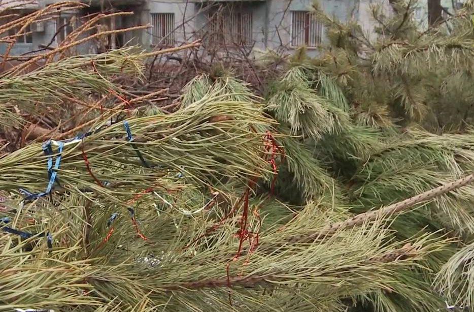 У Київському зоопарку пояснили, чому не варто привозити ялинки для тварин після свят