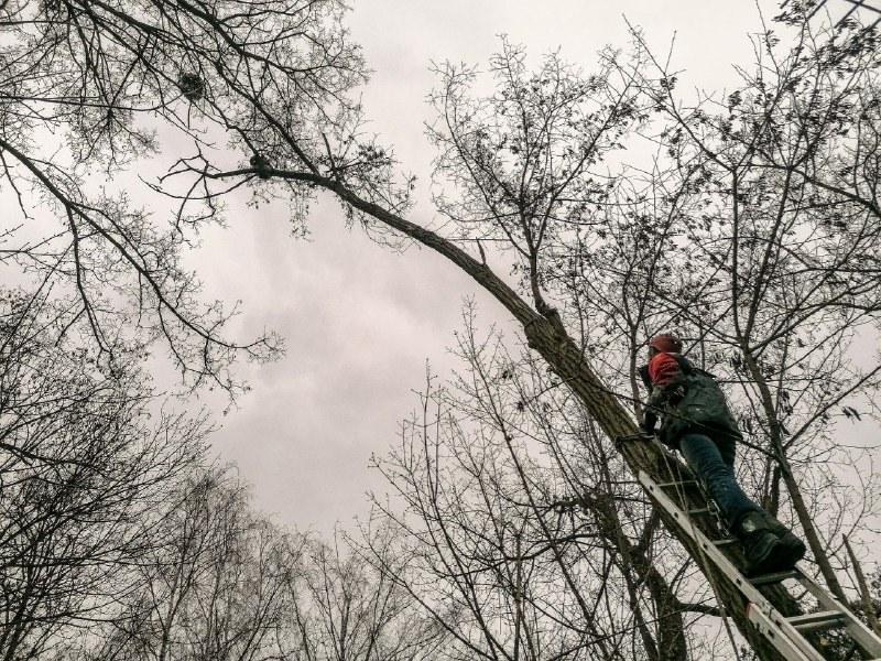 На Київщині з дерева врятували єнота (ФОТО)