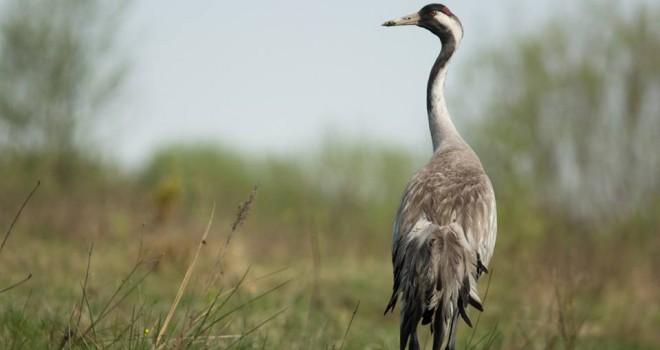У заповіднику «Асканія-Нова» знову загинули червонокнижні птахи — причини з'ясовує поліція