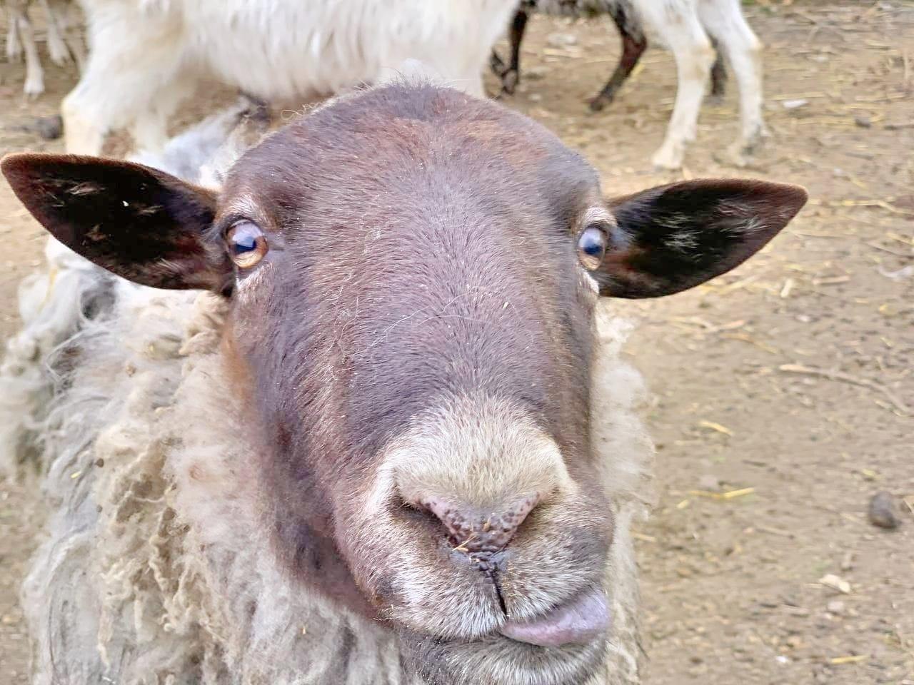 Інколи нам телефонують самі м'ясники, яким стало шкода тварину — засновниця притулку для диких і домашніх тварин
