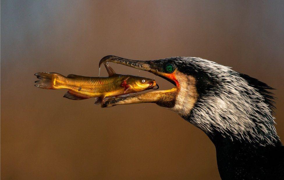 «Пташиний фотограф року»: конкурс Bird Photographer of the Year оголосив фіналістів (фото)