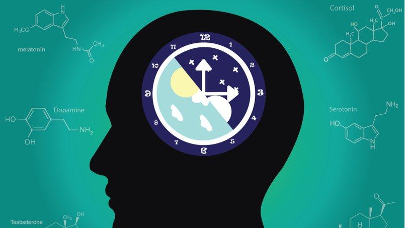 Як працює біологічний годинник людського організму?