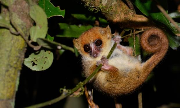 Які тварини можуть зникнути через глобальне потепління?