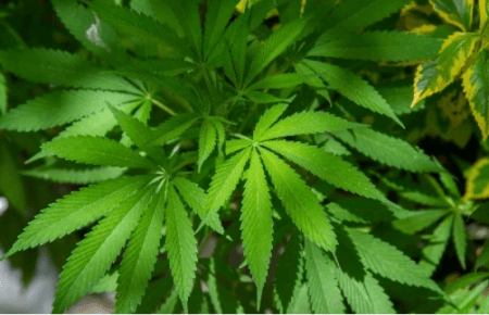 Сенат Монтани прийняв законопроект про легалізацію рекреаційної марихуани