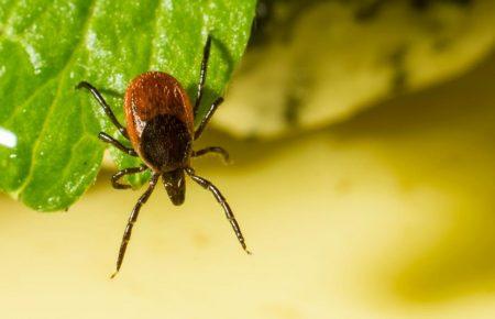 Що робити, якщо вкусив кліщ, і чому не потрібно заливати його олією, викручувати і возити на аналіз?