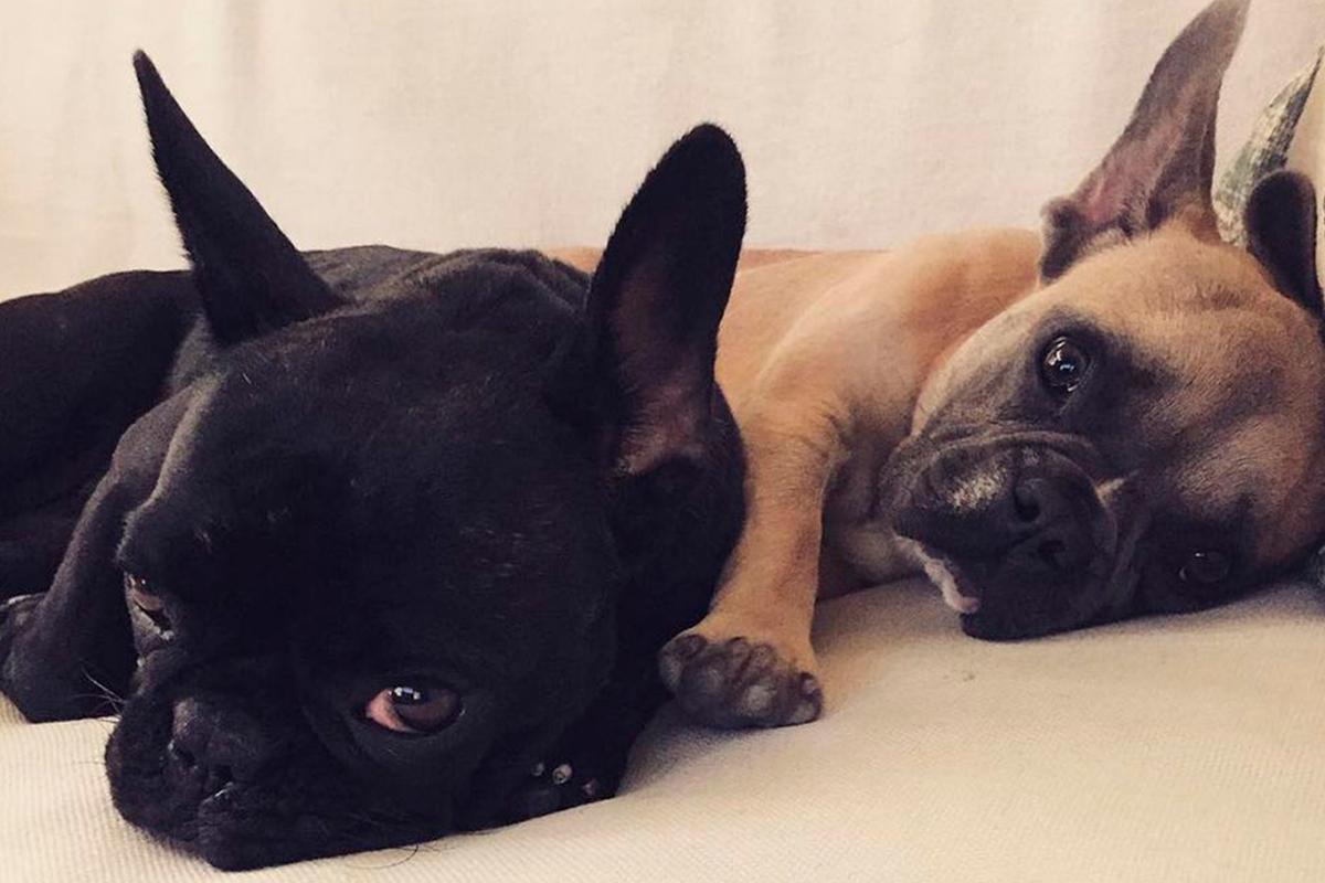 Викрадення собак Леді Ґаґи: у Лос-Анджелесі затримали п'ятьох підозрюваних