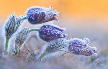 Найближчими днями в Україні очікуються заморозки