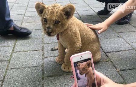 Заборона на фотопослуги з тваринами має бути максимально пряма, тоді поліція зможе працювати з такими справами — засновник руху UAnimals