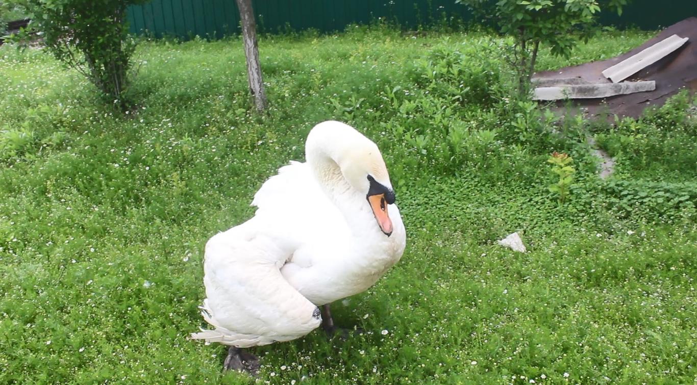 Лебідь Сіма та гуска Христя: як живе незвична пара птахів на Кіровоградщині