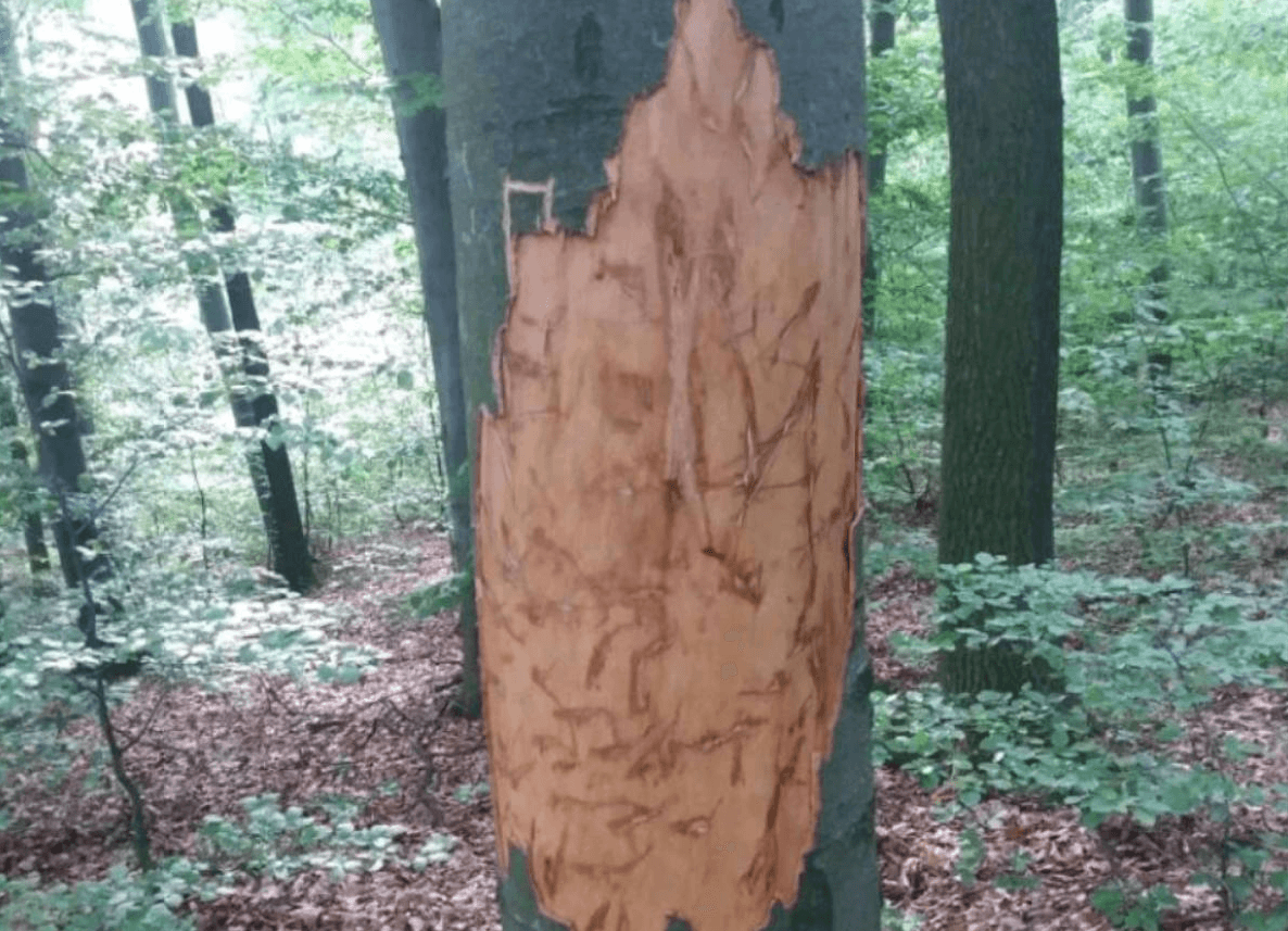 На Буковині у лісі поблизу села виявили сліди ведмедя