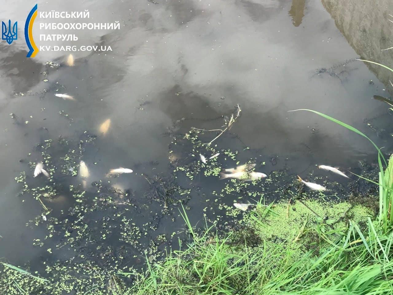 У річці під Києвом масово гине риба, а вода набула коричневого кольору