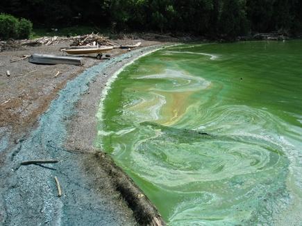 У 2020 році понад 6 тисяч тонн фосфатів потрапили в водойми — Гвозденко