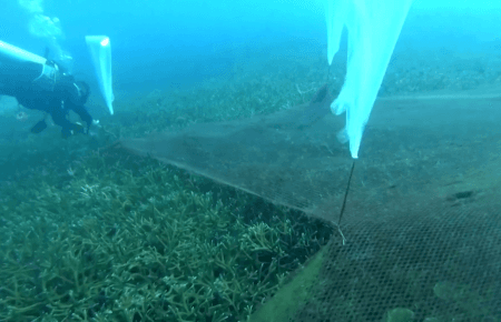 Тайландські дайвери знімають рибальські тенета, які притискають коралові рифи