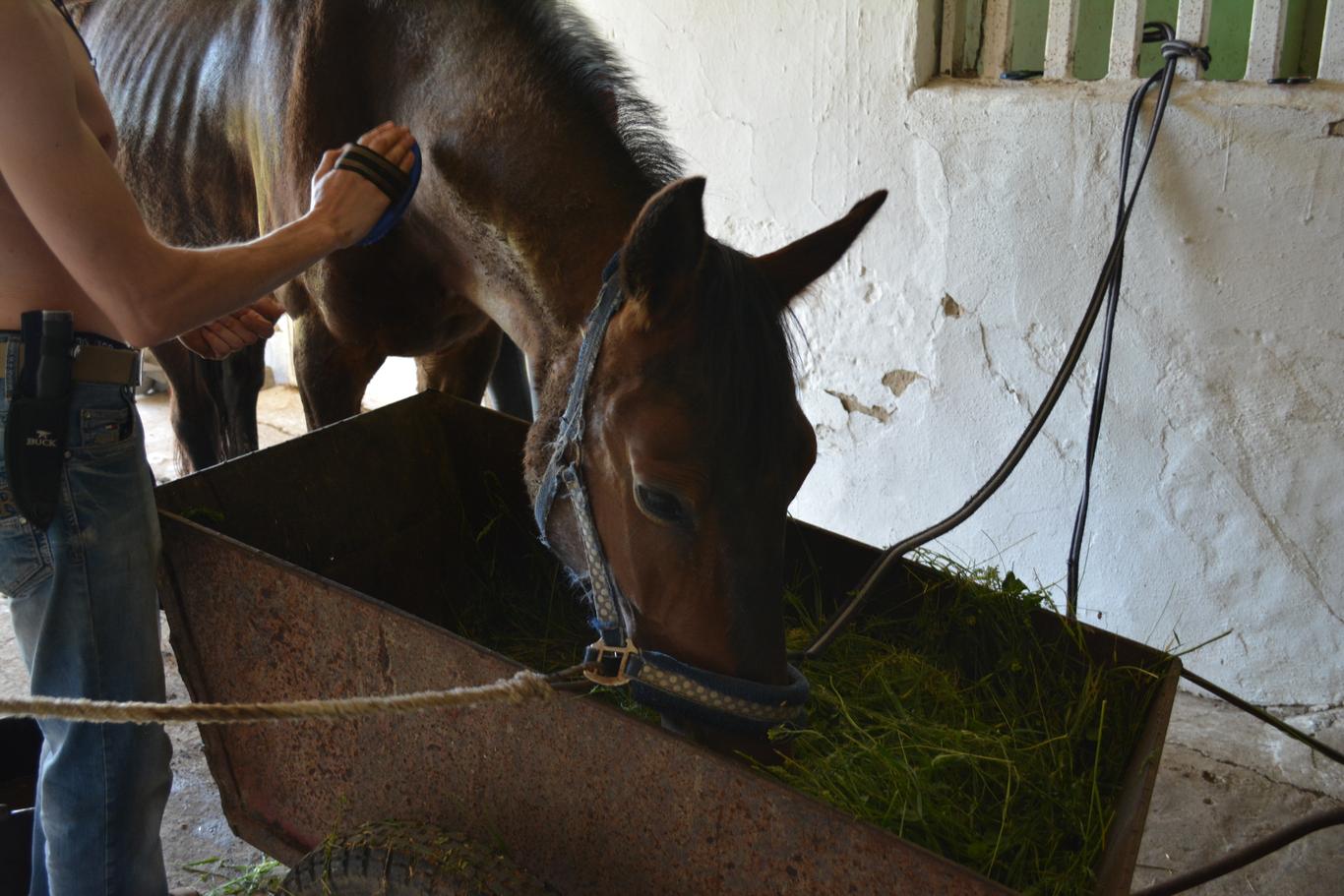 Тут знайшли прихисток коні, собаки і навіть риби: історії трьох притулків на Миколаївщині