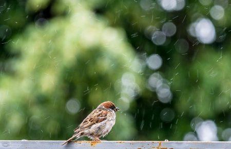 В Україні у неділю очікуються грози, дощі та місцями град і шквали