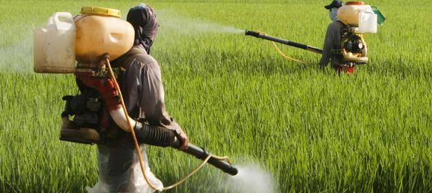 Основна помилка фермерів — неконтрольоване використання гербіцидів — Наталія Нестерова