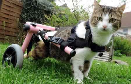 Як облаштувати помешкання для тваринки з інвалідністю?