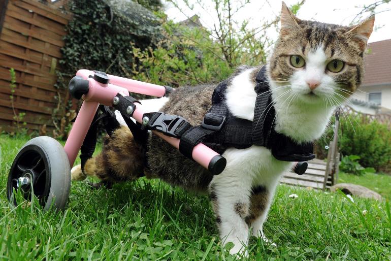 Як облаштувати помешкання для тваринки з інвалідністю?