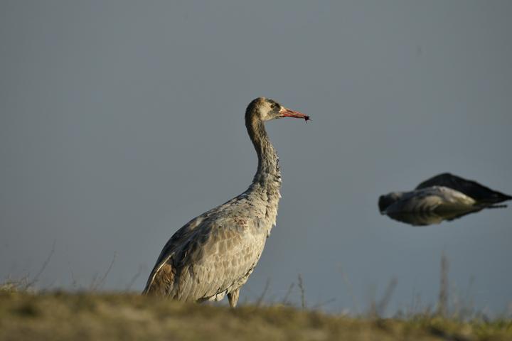 Через загибель журавлів в «Асканії-Новій» оголосили підозру агроному