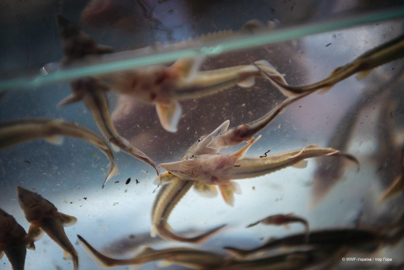 В Дунай выпустили 10 тысяч рыб, принадлежащих к виду, который пережил динозавров — генетик