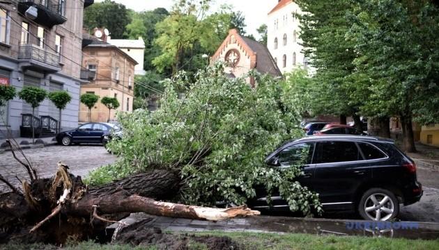 За два буревії у Львові впали 530 дерев — Сладкова