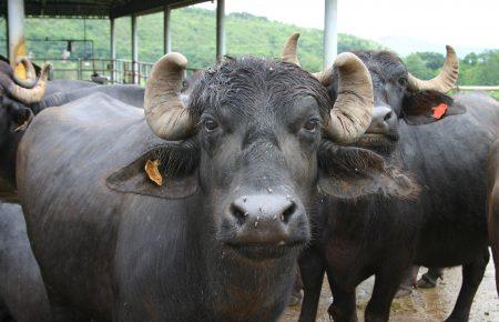 В Індії поліція завдяки трьом п'яним буйволам викрила групу торговців незаконним алкоголем